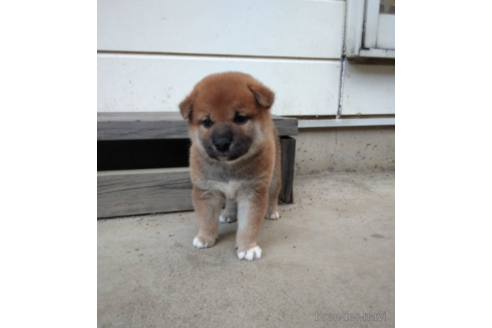 成約済の山梨県の柴犬-154450の1枚目